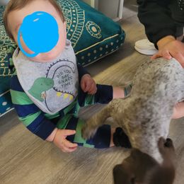 German Shorthaired Pointer Puppies from Stoney Fork German Shorthaired Pointers