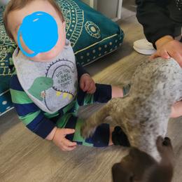 German Shorthaired Pointer Puppies from Stoney Fork German Shorthaired Pointers