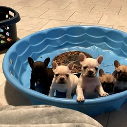 French Bulldog Puppies from BlackMoon Frenchies