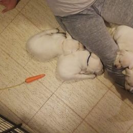 Labrador Retriever Puppies from Hilsabeck Labs