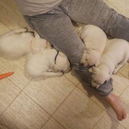Labrador Retriever Puppies from Hilsabeck Labs