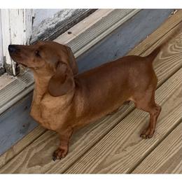 Holly - Red female Dachshund puppy in Bethany, Connecticut from Mardox Dachshunds