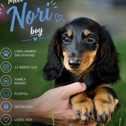 Nori - Black and tan male Dachshund puppy in Bethel, Connecticut from Olia's Dachshunds