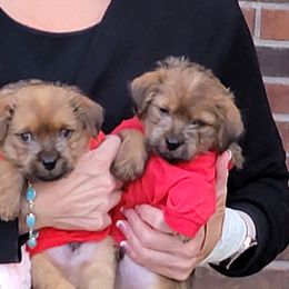 Norfolk Terriers from Norfolks of the Mill