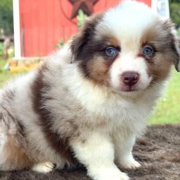 Berry - Red merle male Miniature Australian Shepherd puppy in Williamson County, Texas from Raising Star Ranch Toy and Mini Aussies