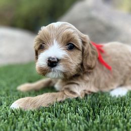 Boy 5 - Brown white and tan Cockapoo puppy in Peoria, Arizona from Frosty Acres Cockapoos and Doodles