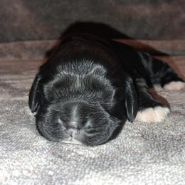 Willow - Black female Cocker Spaniel puppy in Crossville, Tennessee from Timber Sunrise Cockers