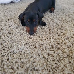 Dachshund Puppies from HPM