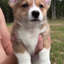 Roscoe - Sable male Pembroke Welsh Corgi puppy in Rolla, Missouri from 4A Corgis