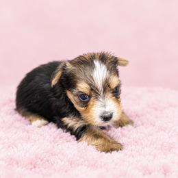 Maltese and Yorkshire Terrier Puppies from Maltese Dollhouse