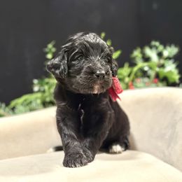 Vixen - Black female Goldendoodle puppy in Rainier, Oregon from Beaver Springs Puppies
