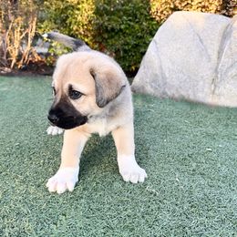 Anatolian Shepherd Dog Puppies from WanderDogs.Co