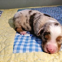 Gunner - Red merle male Miniature Australian Shepherd puppy in Dunnellon, Florida from Ever After Mini Aussies