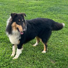 Tux - Collie