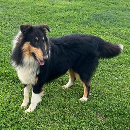 Tux - Collie