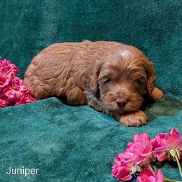 Juniper - Buff male Cockapoo puppy in Sunset, Louisiana from Cano Cockapoos