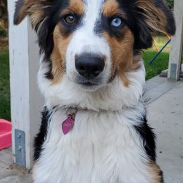 Australian Shepherds from Armata Farm's Australian Shepherds