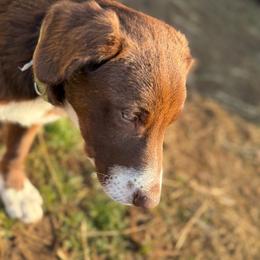 Bubba - White and red male Border Collie puppy in Lakeport, California from Akins Aussies/Wild Rose Ranch
