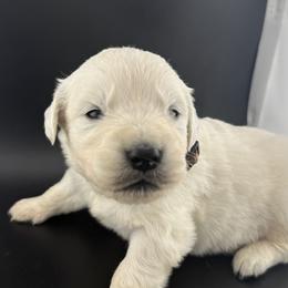 Casper - Light golden male Golden Retriever puppy in Marshfield, Missouri from Charm Puppies