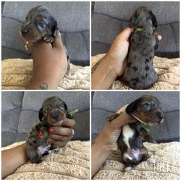 Lucky - Dapple male Dachshund puppy in Orem, Utah from Miekca’s Dachshunds