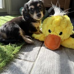 Reserved - Black and cream female Dachshund puppy in Erie, Pennsylvania from SWEET HONEY MINI DOXXIES