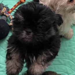 Paris - Black and tan female Shih Tzu puppy in Covington, Georgia from Top Hats 2  Shih Tzu’s