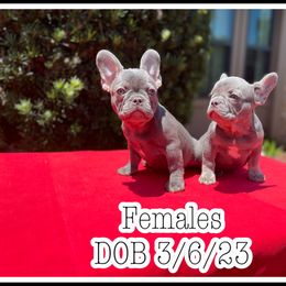 French Bulldog Puppies from Atomic Dog Kennels