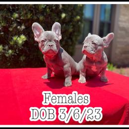 French Bulldog Puppies from Atomic Dog Kennels