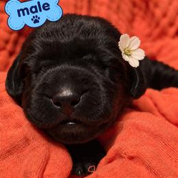 Labrador Retriever Puppies from Mahmen's Meadow Retrievers