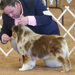 Australian Shepherds, Black and Tan Coonhounds, English Springer Spaniels, and Poodles from Aspenleiter’s Ranch Hands