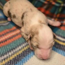Cookie - Red merle female Australian Shepherd puppy in Russellville, Kentucky from Page Family Homestead