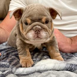Greg - Lilac tri-color male Bulldog puppy in Hernando, Mississippi from Blues City Bulldogs