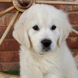 Golden Retriever Puppies from Rockinbfarms