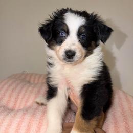 Ivy - Black tri-color female Australian Shepherd puppy in Anniston, Alabama from All Hale Aussies