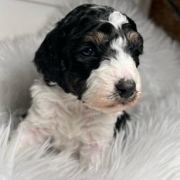 Nova - Phantom female Poodle puppy in Clarkston, Washington from Doodle & Poodle Palace
