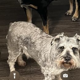 Miniature Schnauzer Puppies from Sugarbaby Kennel