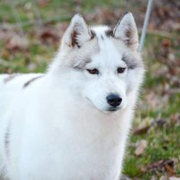 Sinopa - Siberian Husky