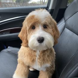 Princess - Cavapoo