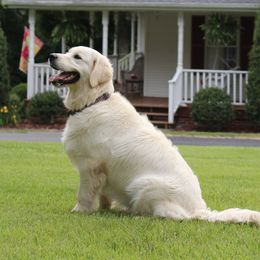Lory - Golden Retriever