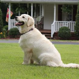 Lory - Golden Retriever