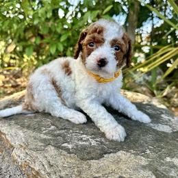Yellow Collar - Parti female Goldendoodle puppy in Cocoa, Florida from Leopard n Lace Doodles