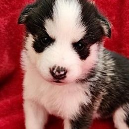 Pomskies from Precious Pomsky Puppies