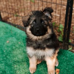 Pink Girl - German Shepherd puppy in Grand Rapids, Michigan from Von Willow German Shepherds