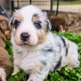 Eevee Boy 1 - Blue merle Australian Shepherd puppy in South Hill, Virginia from Silverside Aussies LLC