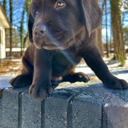 Labrador Retriever Puppies from Patton Premier Labs