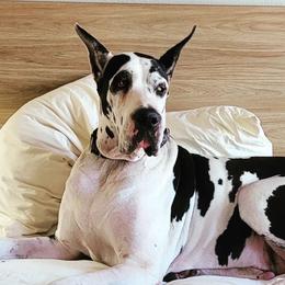 Great Danes from Your Cuddly Companions