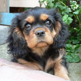 Cavalier King Charles Spaniel Puppies from 7 Bridges Cavaliers