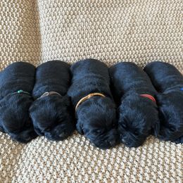 Boy 1 - Black male Labrador Retriever puppy in Beavercreek, Oregon from Grace's Labrador Retrievers
