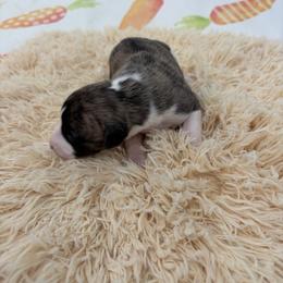 Astra - Fawn brindle female Whippet puppy in Fort Myers, Florida from Rainbow Whippets
