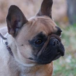 French fry - French Bulldog
